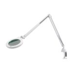 Lampa lupa Berchtold